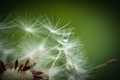 Close-up of dandelion on plant