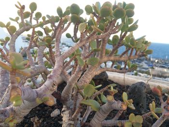 Close-up of cactus plant