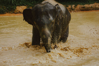 View of elephant on land