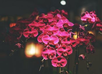 Close-up of pink flowers against blurred background