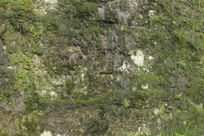 Full frame shot of rock in forest