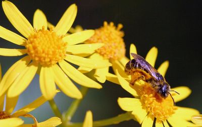 Close-up of bee on yellow flower