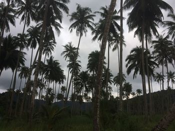 Palm trees against sky