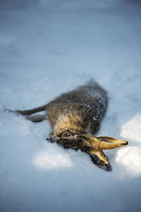 Dead hare on snow