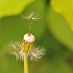 Close-up of dandelion on plant