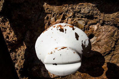 High angle view of seashell on rock