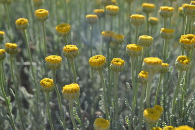 Close-up of yellow flowering plants on field