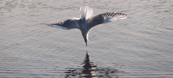 Seagull over lake