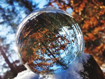 Close-up of crystal ball on tree