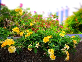 Close-up of yellow flowers blooming on field