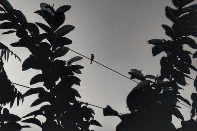 Low angle view of silhouette birds perching on tree against sky