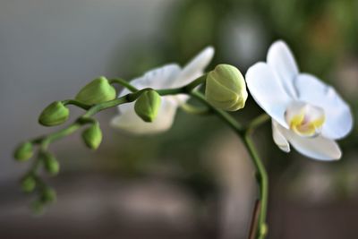 Close-up of flower against blurred background