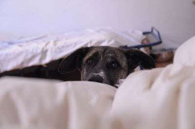 Close-up portrait of dog