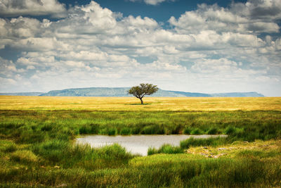 Tree on grassy landscape against sky