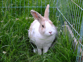 Rabbit relaxing on grass in cage