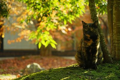 A tortoiseshell cat sitting in japanese garden at autumn leaves season