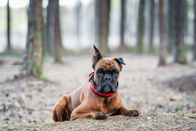 Boxer dog lies in the forest front view