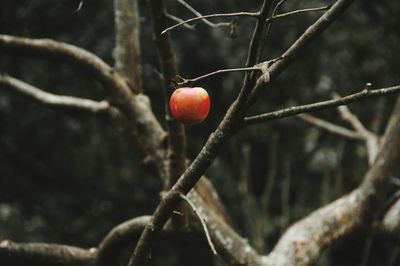 Close-up of red berries growing on tree