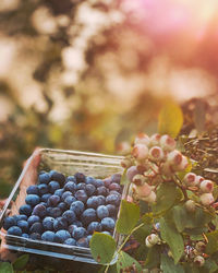 Close-up of blueberries 