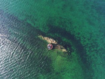 High angle view of turtle in sea