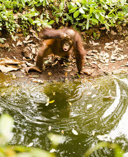 Monkey drinking water in a lake