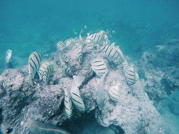 High angle view of turtle in sea