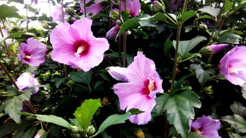 Close-up of pink flowering plants in park