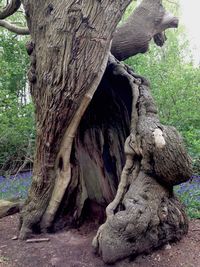 Close-up of tree trunk