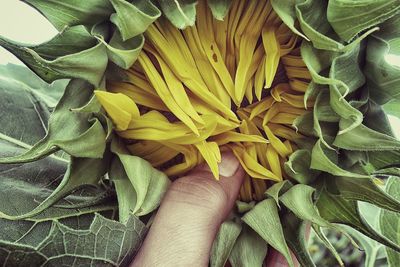 Close-up of hand on green leaves