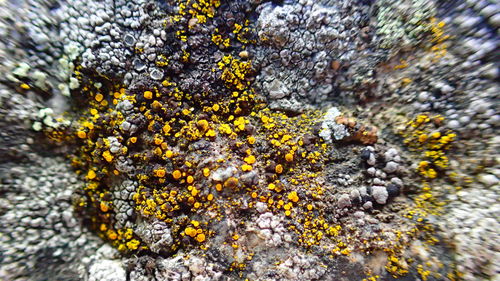 Full frame shot of yellow flowering plant on tree trunk