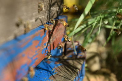 Close-up of honey bees flying over wood