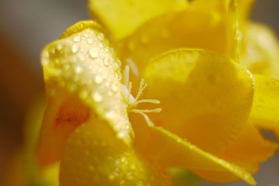 Macro shot of yellow flower