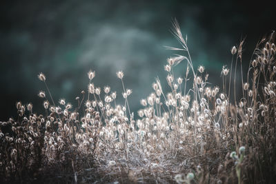 Close-up of stalks in field against sky