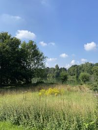 Trees on field against sky
