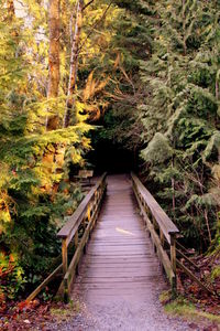Wooden bridge amidst trees in forest