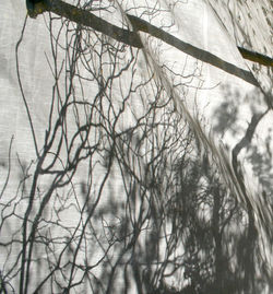 Bare trees against sky