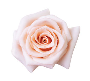 Close-up of rose against white background