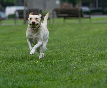 Portrait of labrador retriever with tennis ball in mouth running on grassy field