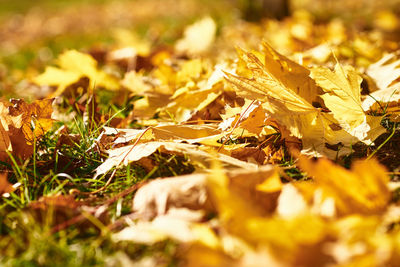 Close-up of yellow maple leaves on field