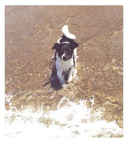 Dog running on wet sand