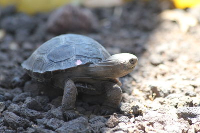 Close-up of lizard on rock