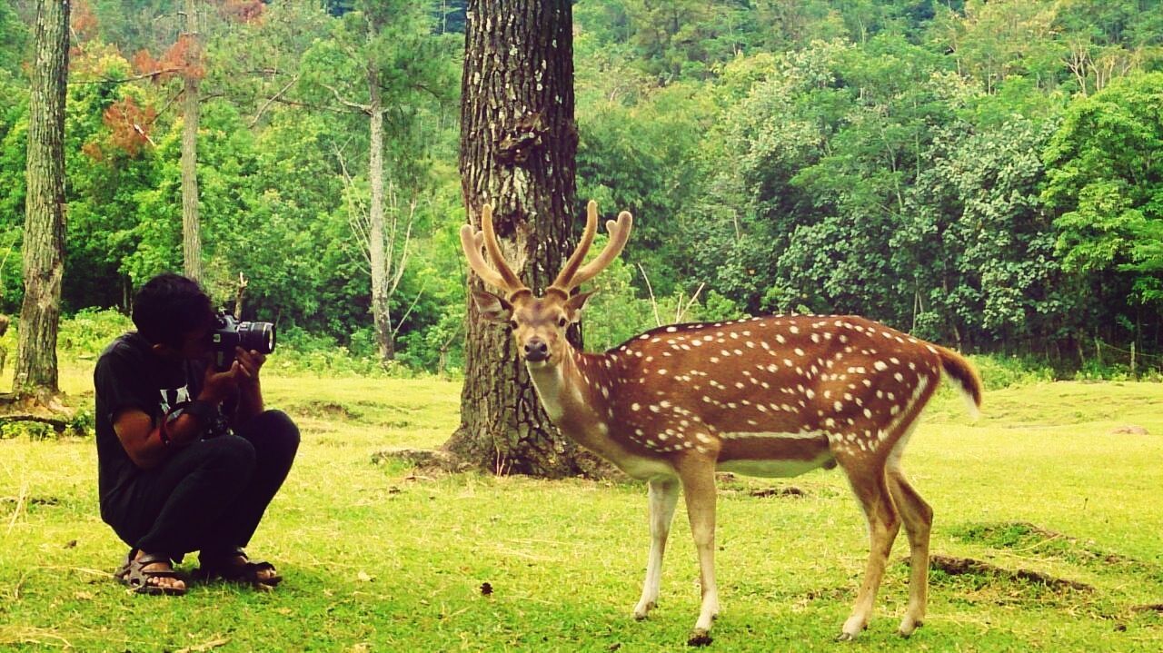 animal themes, one animal, tree, animals in the wild, tree trunk, grass, wildlife, mammal, full length, forest, standing, field, deer, side view, nature, two animals, giraffe, herbivorous, one person, green color