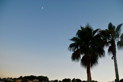 Low angle view of palm trees against clear blue sky