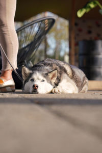 Huskie dog laying down