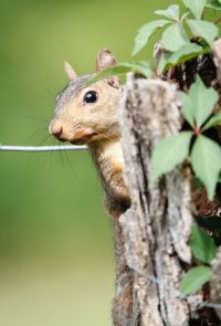 Close-up of squirrel on tree