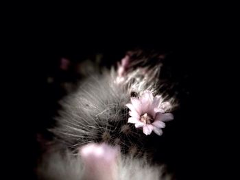 Close-up of spider on flower against black background