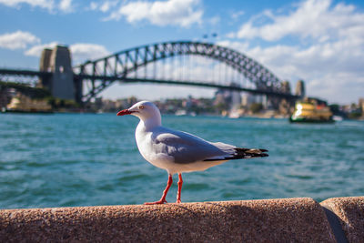 Seagull on bridge over sea against sky