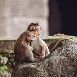 Monkey sitting on rock