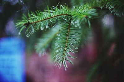 Close-up of raindrops on pine tree