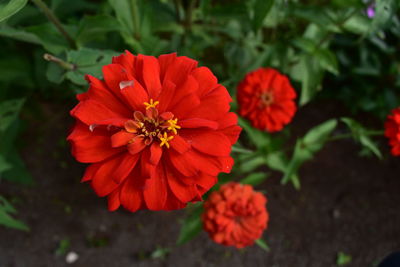 Close-up of red rose flower in park